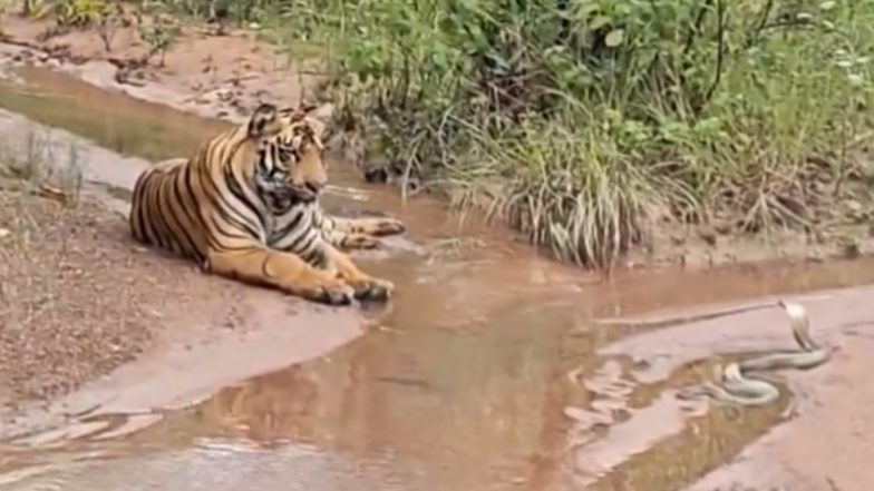 Viral Video: जब शिकारी बाघ और नाग देवता का हुआ आमना-सामना, नाग पंचमी पर दिखा ऐसा दुर्लभ नजारा