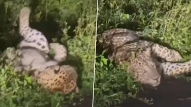 Leopard Video: आरे कॉलोनी की झाड़ियों में लोटते और आराम करते देखा गया तेंदुआ, वीडियो आया सामने