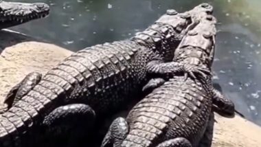 Crocodiles Hug Video: वडोदरा में बाढ़ के बीच दो मगरमच्छों का एक दूसरे को गले लगाने का वीडियो वायरल