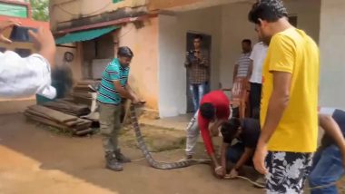 King Cobra Video: ओडिशा के मयूरभंज में 11 फुट लंबा किंग कोबरा घर में घुसा, वन अधिकारीयों ने किया रेस्क्यू