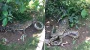 Crocodile and Python Fight Video: मगरमच्छ और विशाल अजगर में जमकर हुई लड़ाई, देखें कौन जीता?