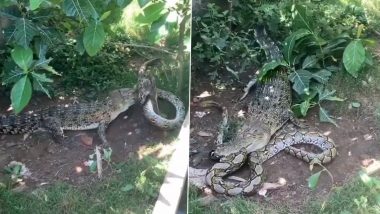 Crocodile and Python Fight Video: मगरमच्छ और विशाल अजगर में जमकर हुई लड़ाई, देखें कौन जीता?