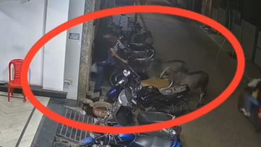 Caught on Camera: कटनी में शख्स ने गाय के चेहरे पर मारी लात, भड़के विश्व हिंदू परिषद और बजरंग दल