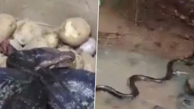 Huge Python Found in Hotel Video: महाराष्ट्र के चंद्रपुर में होटल में मिला विशाल अजगर, रेस्क्यू के बाद जंगल में छोड़ा