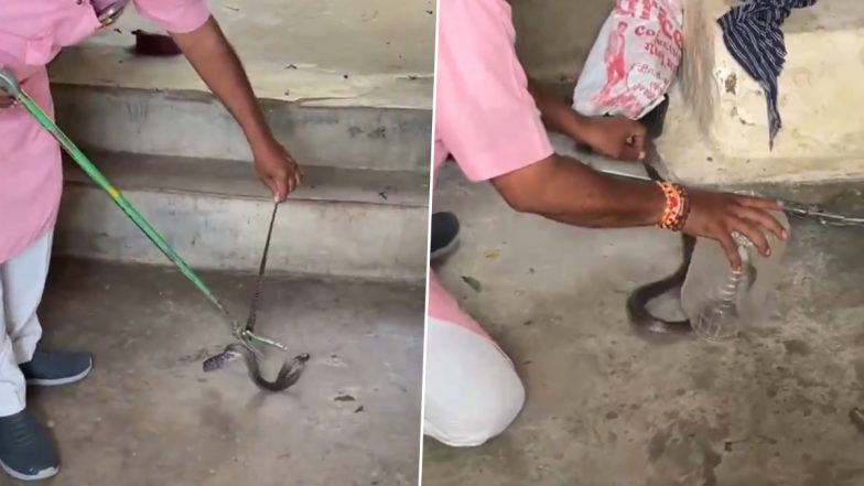 Cobra Spotted Hiding In Almirah: जबलपुर में एक घर की अलमारी में मिला 3 फुट लंबा कोबरा, किया गया रेस्क्यू