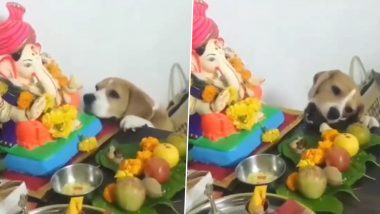 Dog Eating Modak Video: गणपति को चढ़ाए मोदक को पालतू कुत्ते ने पंजे से गिराकर खाया, क्यूट वीडियो वायरल