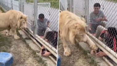 Man Puts Hand Inside Lion's Cage: शेर के पिंजरे में हाथ डालकर वीडियो बना रहा था शख्स, उसके बाद जो हुआ...देखें वीडियो