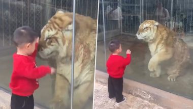 Toddler Challenges Tiger VIDEO: छोटे बच्चे ने बाघ को 'पंजे मारने' की प्रतियोगिता के लिए दिया चैलेंज, देखें आगे क्या हुआ