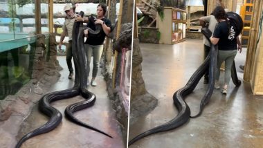 Huge Snake Video: जे ब्रूअर और उनकी बेटी ने निडरता से 2 लंबे अजगरों को उठाया, देखें डरावना वीडियो