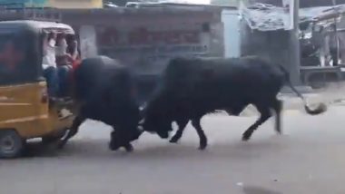 Badaun Bull Fight Video: यूपी के बदायू में बीच रोड दो सांड आपस में भिड़े, सड़क पर जा रहा टेंपो बाल, बाल पलटने से बचा, देखें वीडियो