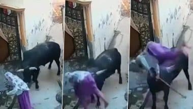 Viral Video: चुपचाप खड़ा था सांड, बूढ़ी अम्मा ने कर दी ऐसे हरकत की गुस्से में सींग पर उठाकर पटका, सोशल मीडिया पर वायरल हुआ वीडियो