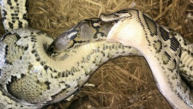 Giant Python Swallows Biggest Python: दुर्लभ भीषण लड़ाई में बर्मीज अजगर ने अपने से भी बड़े रेटिक्यूलेटेड पायथन को जिंदा निगला, देखें वायरल फोटो