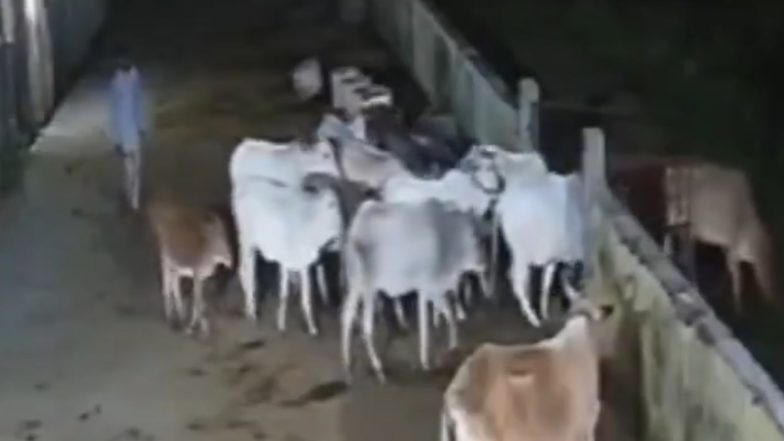 Video: रुनाहा के श्रीकृष्ण गौशाला से 47 मवेशियों की चोरी, सीसीटीवी में कैद हुआ चोर, भोपाल की घटना का वीडियो आया सामने