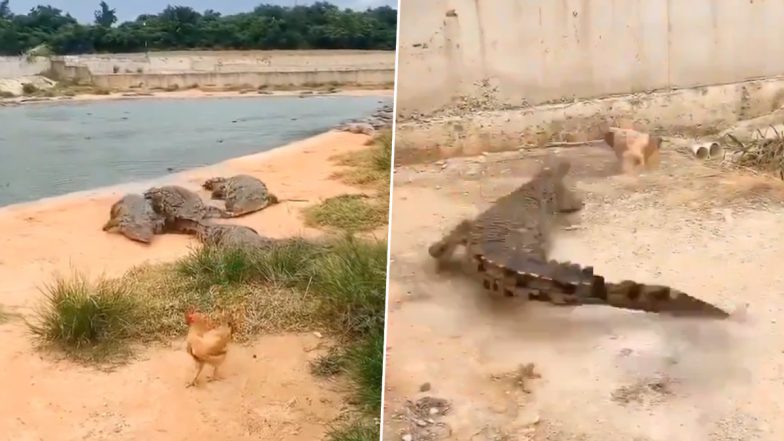 Viral Video: खूंखार शिकारी मगरमच्छों के बीच मुर्गे ने दिखाया अपना स्वैग, मौत को आसानी से दिया चकमा