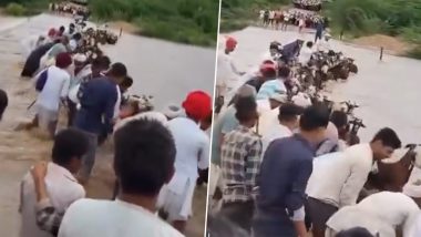 Video: उफनती नदी से बकरियों को सभी ग्रामीणों ने मिलकर कराया पार, राजस्थान के सिरोही जिले का वीडियो वायरल