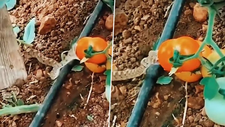 Snake Eating Tomato Video: खेत में टमाटर खाते हुए जहरीले सांप का वीडियो वायरल, दहशत में लोग