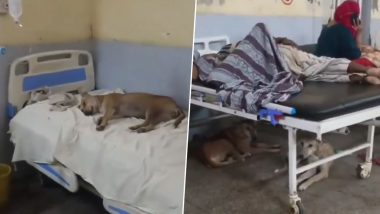 Dog Found Sleeping in Hospital Bed: बुलंदशहर का जिला अस्पताल बना आवारा कुत्तों का अड्डा,  मरीजों के बीच बेड पर आराम फरमाता दिखा, देखें VIDEO