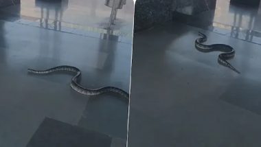 Rishikesh Snake Video: ऋषिकेश रेलवे स्टेशन पर दिखा खतरनाक सांप, अफरा-तफरी के बीच दहशत भरा वीडियो वायरल