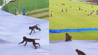 IND Vs BAN VIDEO: भारत-बांग्लादेश टेस्ट से पहले बंदरों ने मचाया आतंक, प्रैक्टिस के दौरान कानपुर स्टेडियम में मची अफरा-तफरी