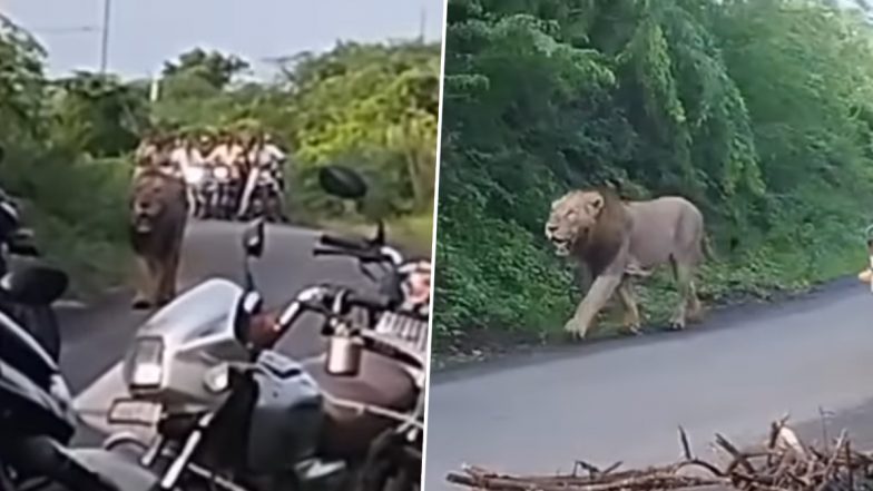 Viral Video: बाहुबली की तरह सड़क पर सैर के लिए निकला शेर, जंगल के राजा को देख डर के मारे हुई लोगों की हालत खराब