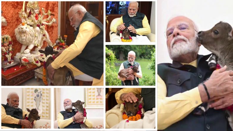VIDEO: प्रधानमंत्री आवास में बछड़े का जन्म, PM मोदी ने 'दीपज्योति' रखा नाम, प्रेम से दुलारते हुए वीडियो वायरल