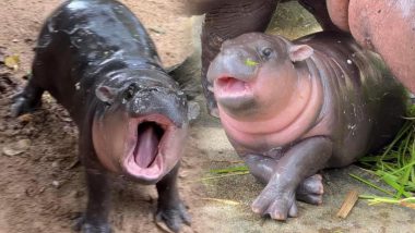 Baby Pygmy Hippos Viral Video: प्यारी हिप्पो बेबी ने सोशल मीडिया पर मचाया धमाल, दिल जीत लेगी Moo Deng की मासूमियत