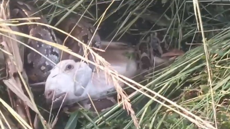 Video: फतेहपुर के मदरी गांव में विशालकाय अजगर ने बकरी को जिंदा निगला, ग्रामीणों ने वन विभाग को दी खबर, वीडियो आया सामने