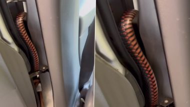 Snake Hiding In Car’s Door: कार के दरवाजे में छिपा हुआ दिखा खतरनाक सांप, वीडियो देख नेटिज़न्स शॉक