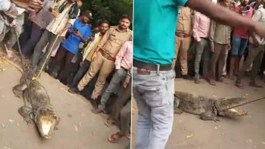 Kanpur Crocodile Video: कानपुर के रिहायशी इलाके में फिर निकला मगरमच्छ, लोगों ने पकड़कर रस्सी से बांधा