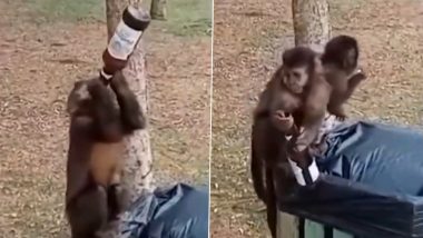 Monkey Drinking Beer: दो बंदरों ने मिलकर डस्टबिन से निकाली बियर की बोतल, उसके बाद जो देखें वीडियो