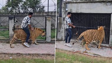 Man Riding Tiger: पाकिस्तान में जंजीर से बंधे बाघ की सवारी करते हुए शख्स का वीडियो वायरल, भड़के लोग