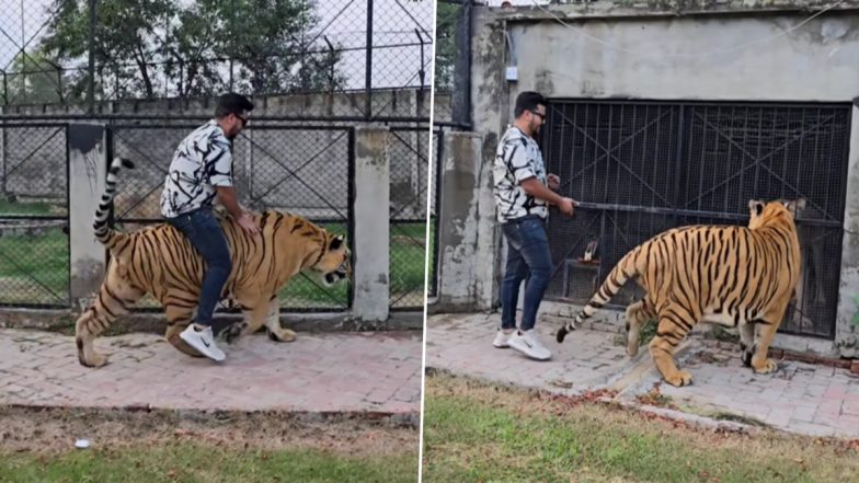 Man Riding Tiger: पाकिस्तान में जंजीर से बंधे बाघ की सवारी करते हुए शख्स का वीडियो वायरल, भड़के लोग