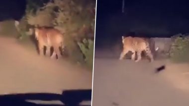 Tiger Spotted on Road in UP: लखीमपुर में सड़क पर खुले आम घूमते हुए देखा गया बाघ, वीडियो देखने के बाद लोगों में दहशत