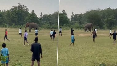 Elephant Playing Football: ओडिशा में विशाल हाथी ने खेला फुटबॉल, इंटरनेट पर गेम खेलने का वीडियो वायरल