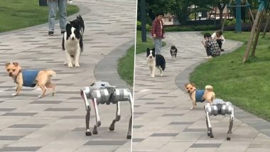 Dogs Meet Robot Dog: कुत्तों की मुलाकात हुई रोबोट से, उसके बाद जो हुआ देखें वीडियो