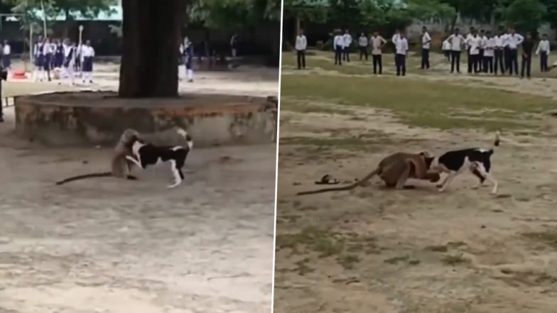 Monkey and Dog Fight Video: कॉलेज कैंपस में बंदर और कुत्ते की हुई जमकर लड़ाई, एक दूसरे को मारने को उतारू हुए दोनों