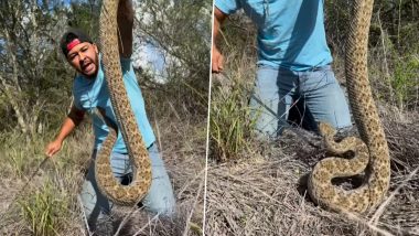 Man Handle Huge Rattlesnake: शख्स ने विशाल रैटलस्नेक को नंगे हाथों से किया हैंडल, देखें वायरल वीडियो