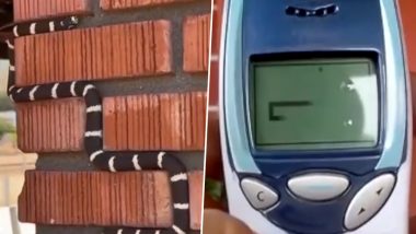 Snake Game In Real Life: नोकिया फोन के स्नेकगेम की तरह दीवार पर चढ़ता दिखा किंगस्नेक, इंटरनेट पर वीडियो वायरल