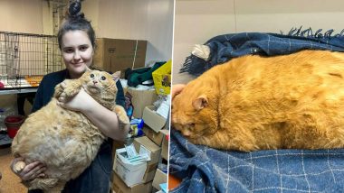 World’s Fattest Cat Crumbs Dies: दुनिया की सबसे मोटी बिल्ली क्रम्ब्स का वजन घटाने के लिए फैट कैंप में भेजे जाने के कुछ हफ़्ते बाद निधन