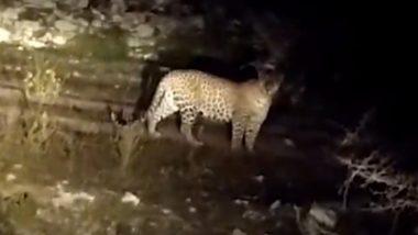 Panther Spotted in Rajasthan Video: माली खेड़ा रोड पर रेबारी ढाणी के पास खुलेआम घूमता हुआ दिखा तेंदुआ, देखें वीडियो