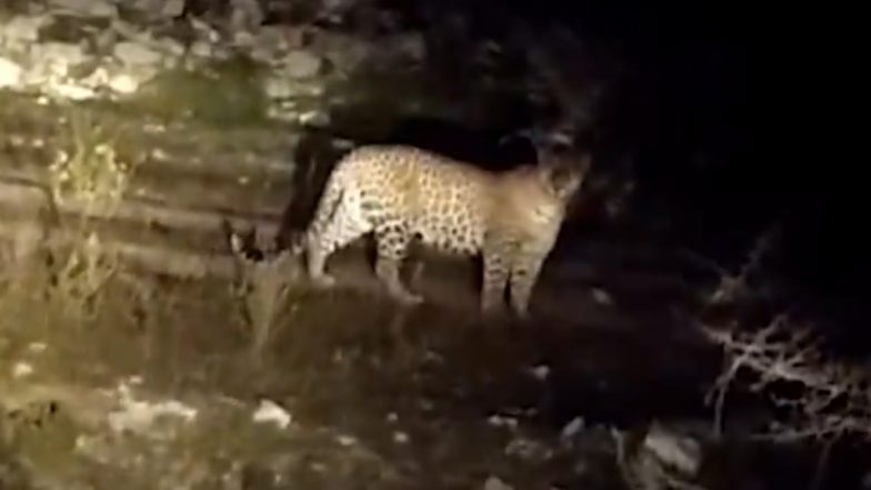 Panther Spotted in Rajasthan Video: माली खेड़ा रोड पर रेबारी ढाणी के पास खुलेआम घूमता हुआ दिखा तेंदुआ, देखें वीडियो
