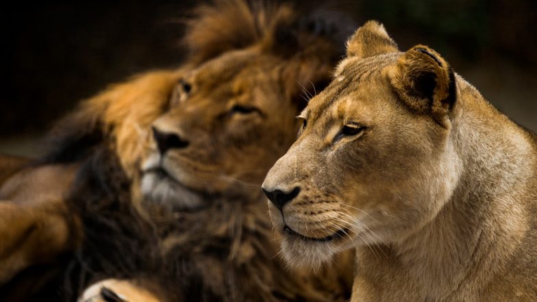 Australian Zoo: ऑस्ट्रेलियाई चिड़ियाघर का अजीबोगरीब फैसला, शेर की मौत पर शेरनी को भी मार डाला; जानें कारण