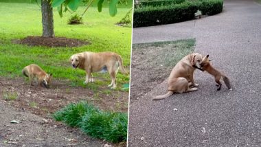 Baby Fox Playing With Pet Dog: पालतू कुत्ते के साथ गहरी दोस्ती है इस बेबी फॉक्स की, देखें क्यूट वीडियो