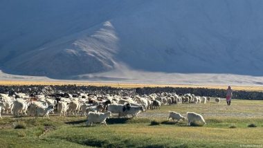 भारत-चीन तनाव से लद्दाख के खानाबदोशों के जीवन पर कैसा है असर