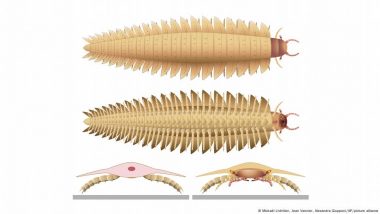 आर्थ्रोप्ल्यूरा: धरती पर सबसे बड़े कीड़े का रहस्य सुलझा