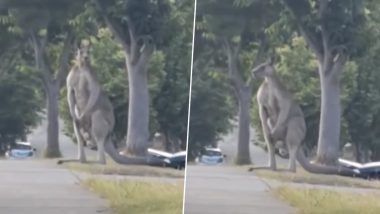 9 Foot-Tall Kangaroo: ऑस्ट्रेलिया में सड़क किनारे 9 फुट लंबा कंगारू आराम करते हुए दिखा, वायरल वीडियो देख लोग हैरान