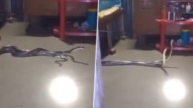 Snake Fight or Mating? रूम में बेड के नीचे एक दूसरे से लिपटे हुए दिखे दो खतरनाक करैत सांप, देखें वायरल वीडियो