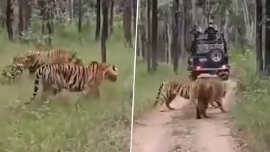 Pench Tiger Video: मध्यप्रदेश के पेंच टाइगर रिज़र्व में दो बाघिनों के बीच लड़ाई, घुमने आएं पर्यटकों ने बनाया वीडियो