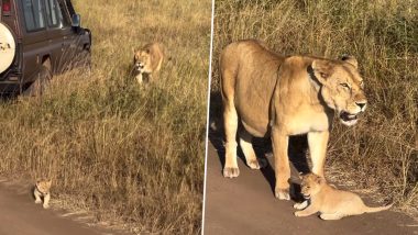 Lion Cub’s Adorable Video: शेर के शावक की मनमोहक असफल दहाड़ ने इंटरनेट को किया खुश, देखें वायरल वीडियो