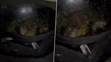 Rats Found Roaming in Utensils at Mess Video: राधाकृष्ण भवन में मेस किचन के बर्तनों में चूहे घूमते दिखे, IIT रुड़की के छात्रों ने किया विरोध प्रदर्शन